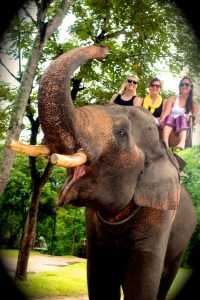 A raised elephants trunk is good luck. 