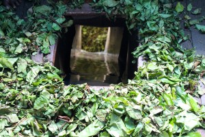 Tea leaves going down the shoot to dry